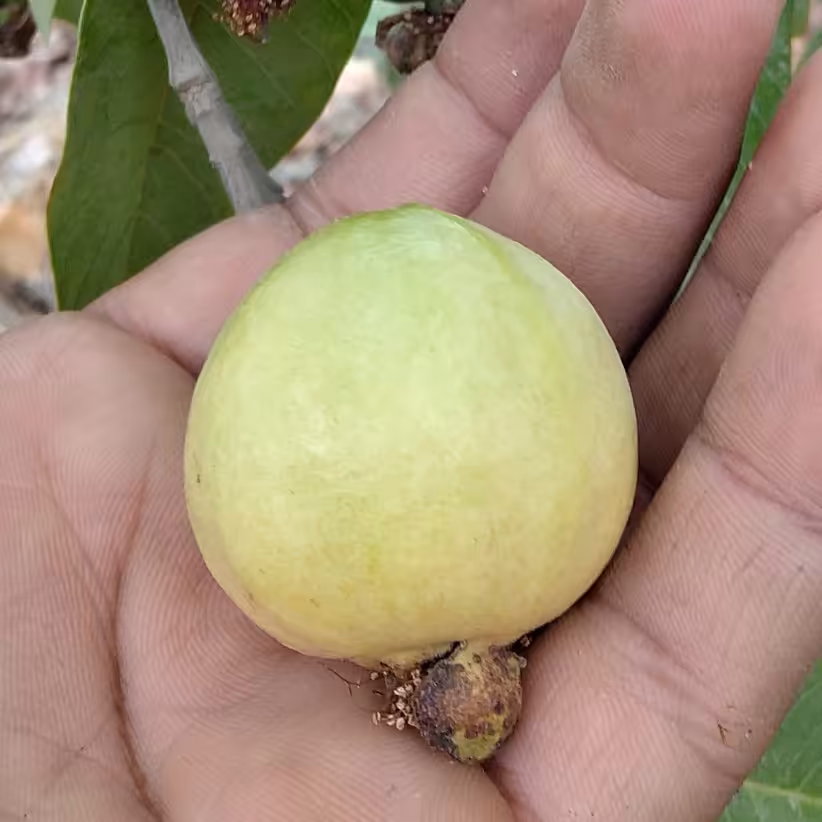 بذر گواوا زرد  بسته بندی 500 عددی