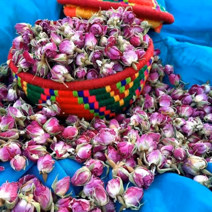 غنچه گل محمدی 50 گرم