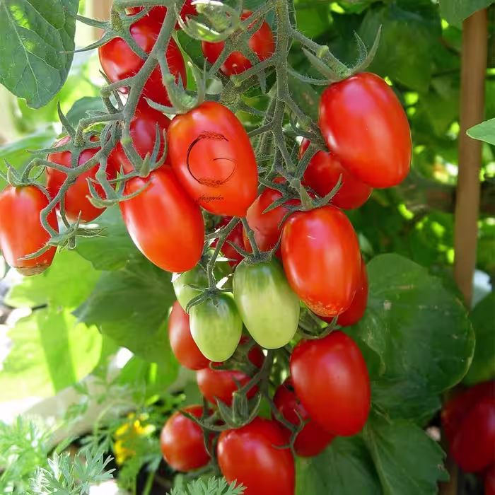 بذر  گوجه ریز زیتونی قرمز