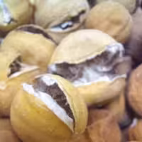 لیمو خشک ترک خورده 100 گرمی