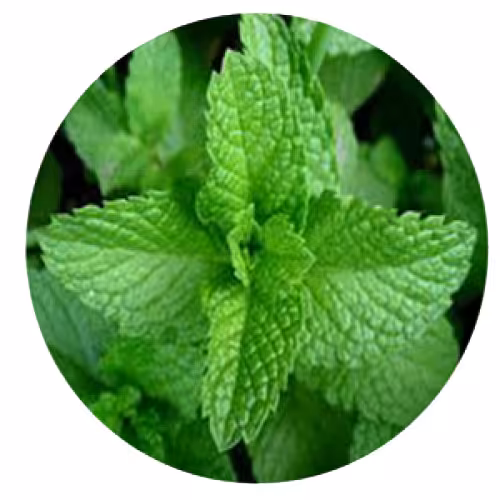 روغن ماساژ نعنا فلفلی