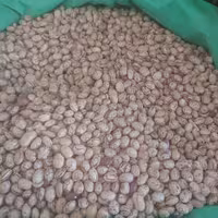 لوبیا چیتی محلی 