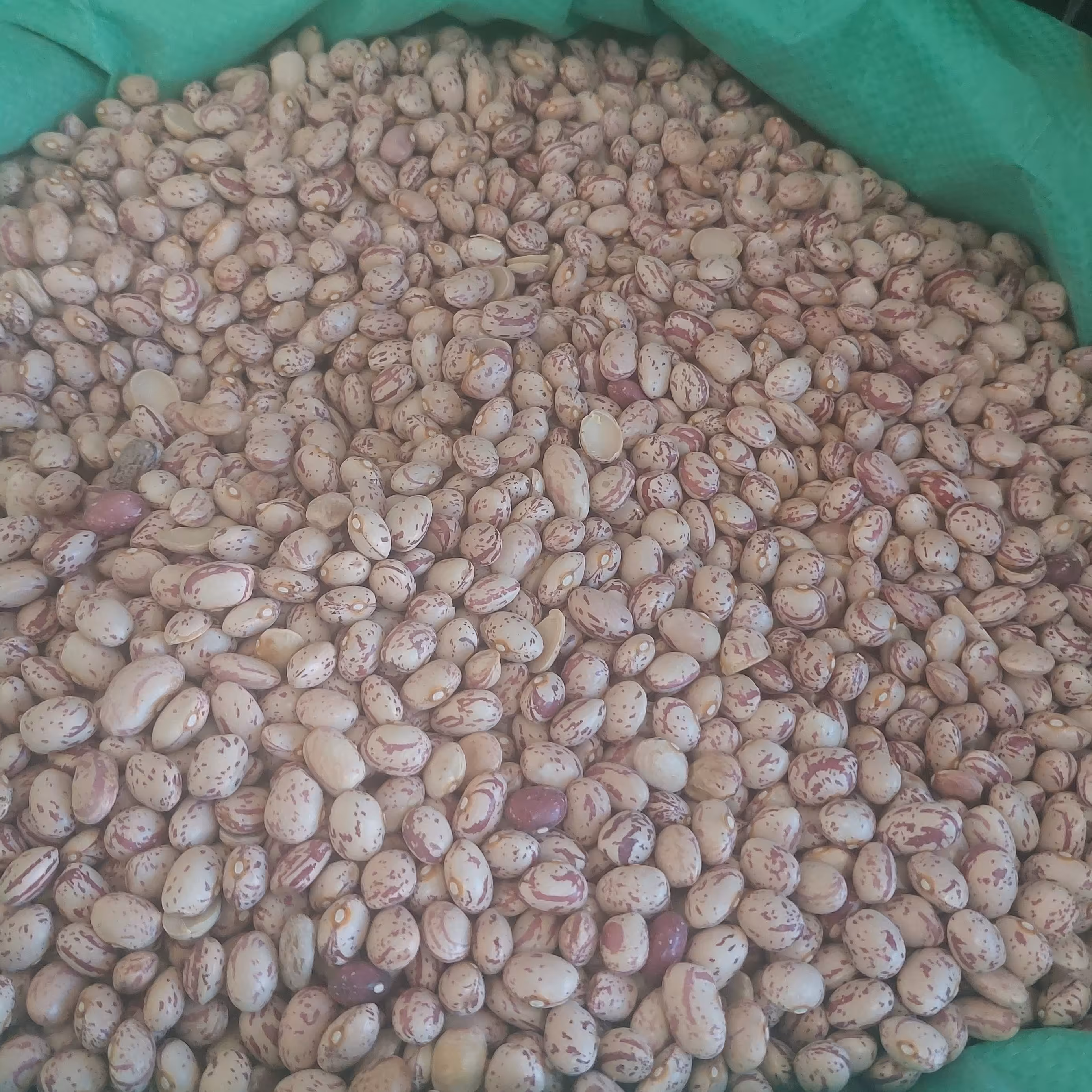 لوبیا چیتی محلی 