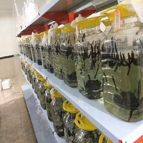 طرح توجیهی پرورش زالوی طبی - Tarhtojihi.org