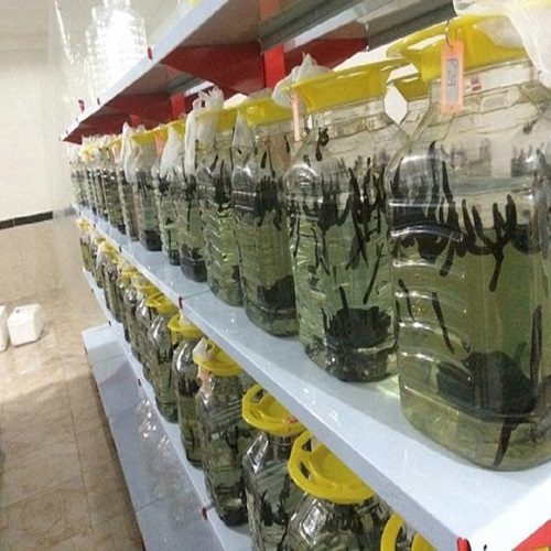 طرح توجیهی پرورش زالوی طبی - Tarhtojihiorg