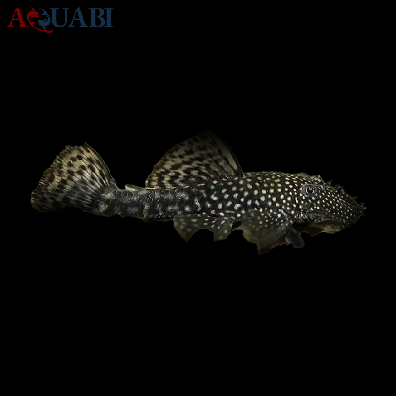 ماهی کت فیش پوزه بوته ای مشکی