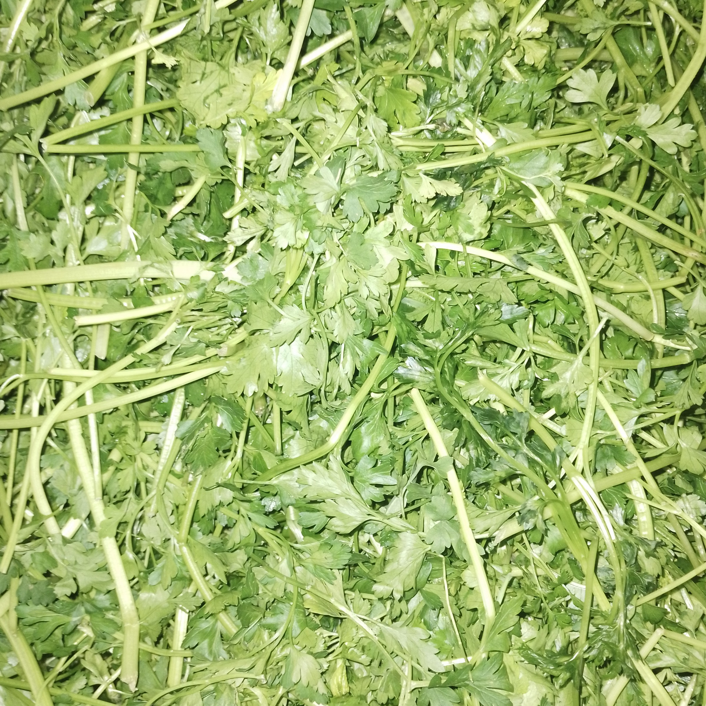 سبزی آش تازه نیم کیلویی ( ارسال با باربری و هزینه آن بصورت پسکرایه و درب منزل میباشد)