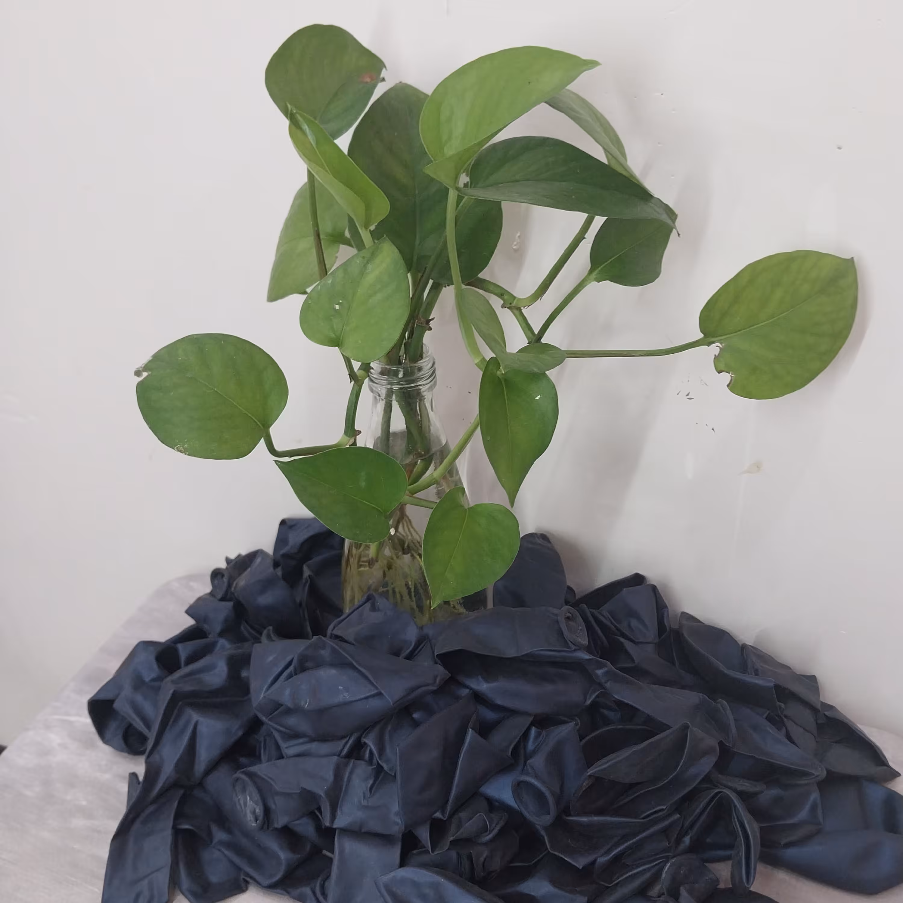 بادکنک لاتکس سرمه ای 