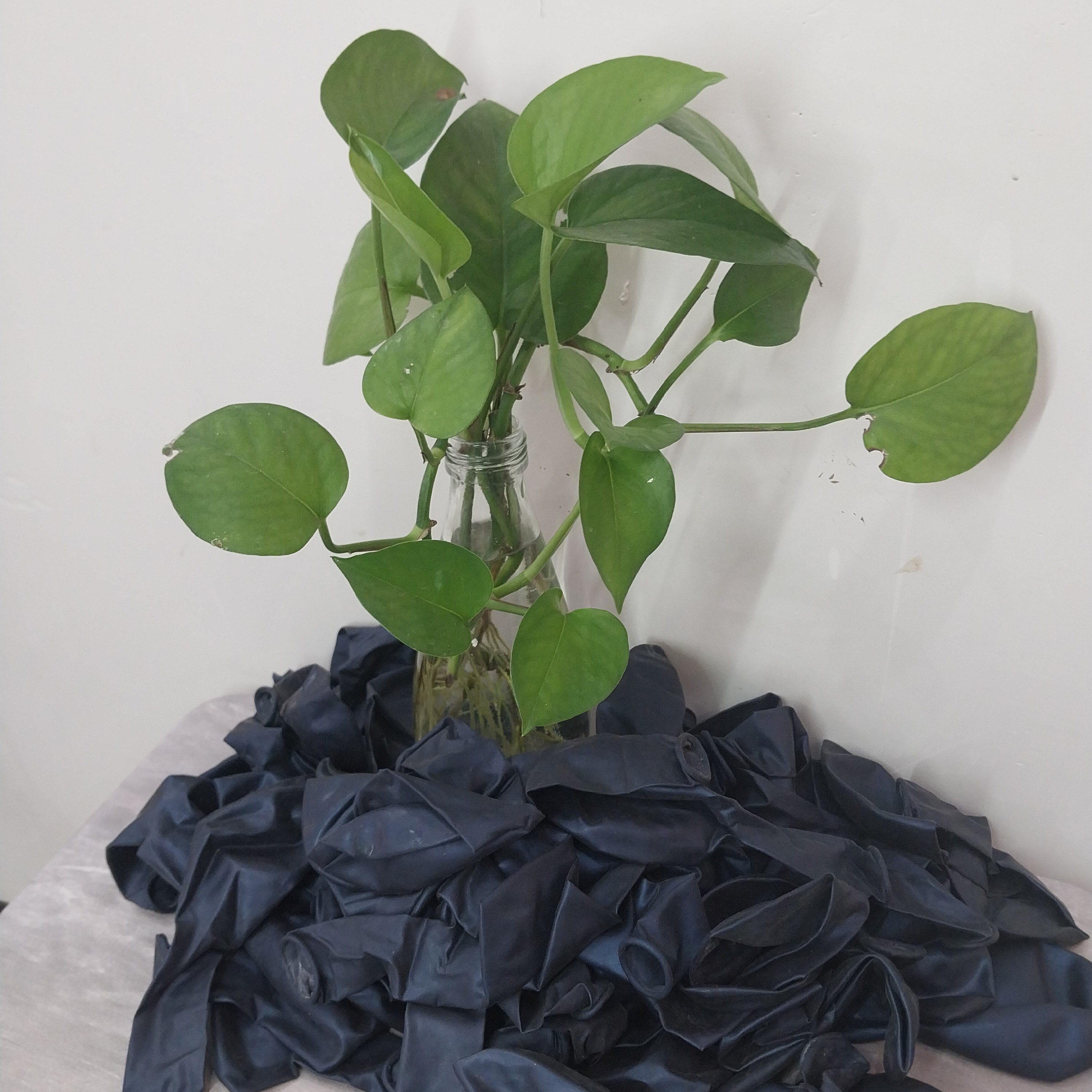 بادکنک لاتکس سرمه ای