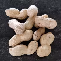 بادام زمینی غلاف دار شور لوکس و یکدست با کیفیت فوق العاده فروش عمده 100 کیلویی