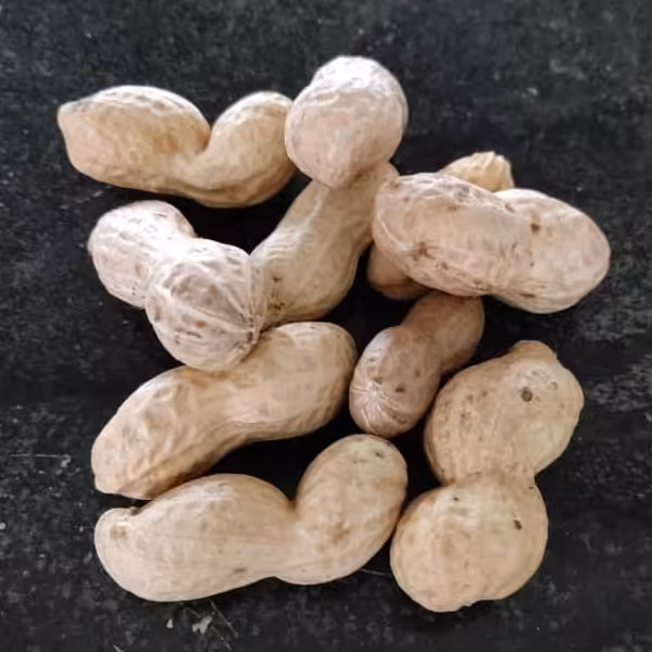 بادام زمینی غلاف دار شور لوکس و یکدست با کیفیت فوق العاده فروش عمده 100 کیلویی