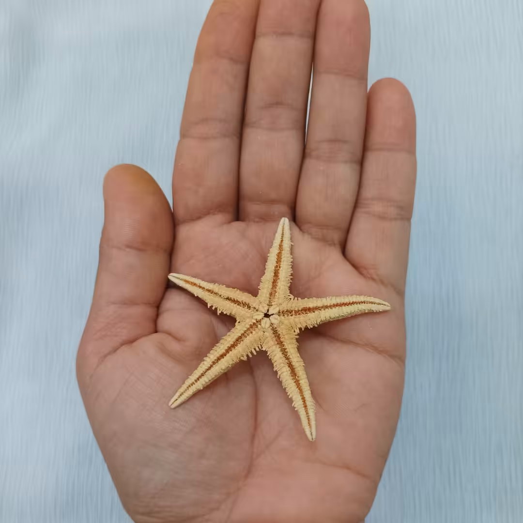 ستاره زیبای نارنجی مناسب کارهای هنری