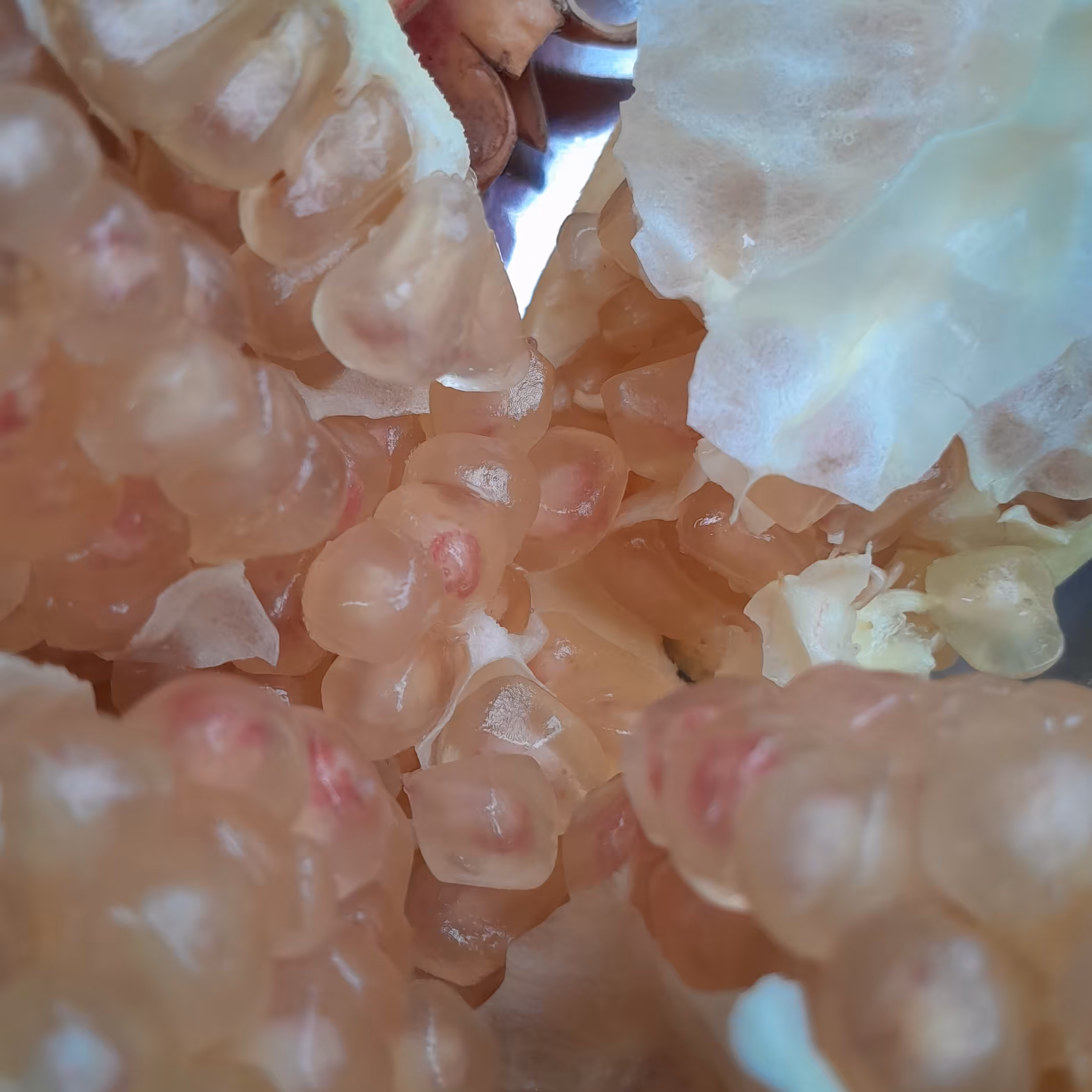 رب انار شیرین