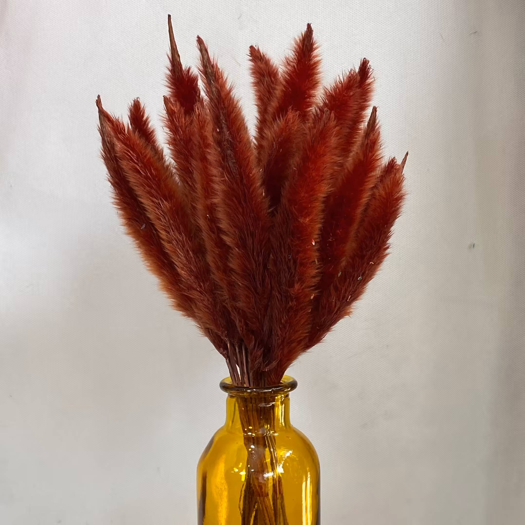 گل دم روباهی مدل سه بسته ای رنگ شرابی