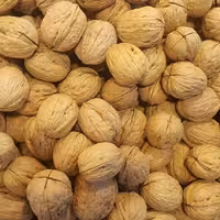 گردو باپوست اقتصادی ایرانی بسته بندی 1 کیلوگرمی شالیزار صادق