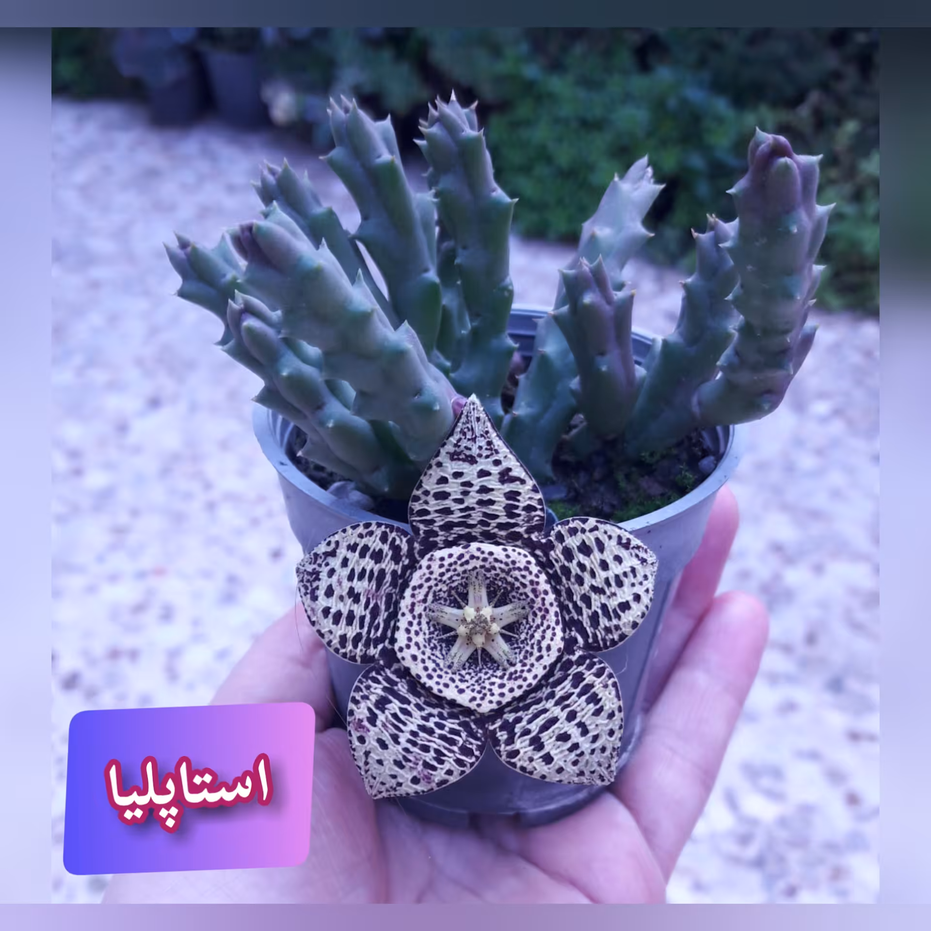 کاکتوس استاپلیا گلدان 10 بدون گل (پس کرایه)