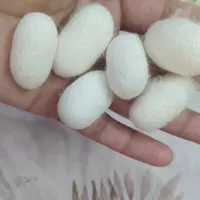 پیله ابریشم عمده