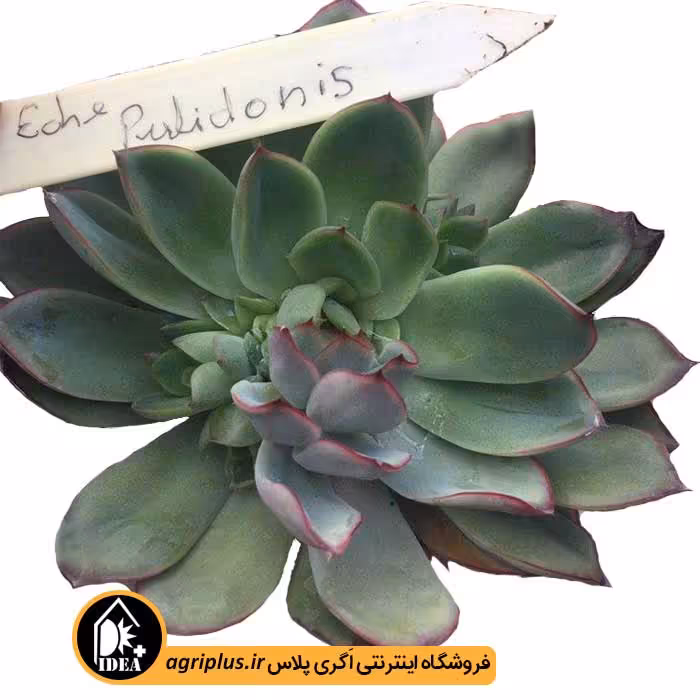 بذر ساکولنت Echeveria Pulidonis