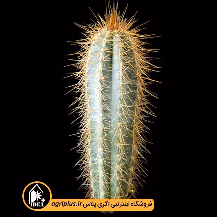 بذر کاکتوس Pilosocereus Pachycladus