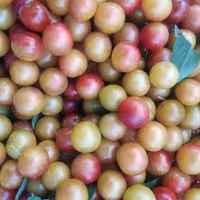 رب آلوچه محلی غلیظ