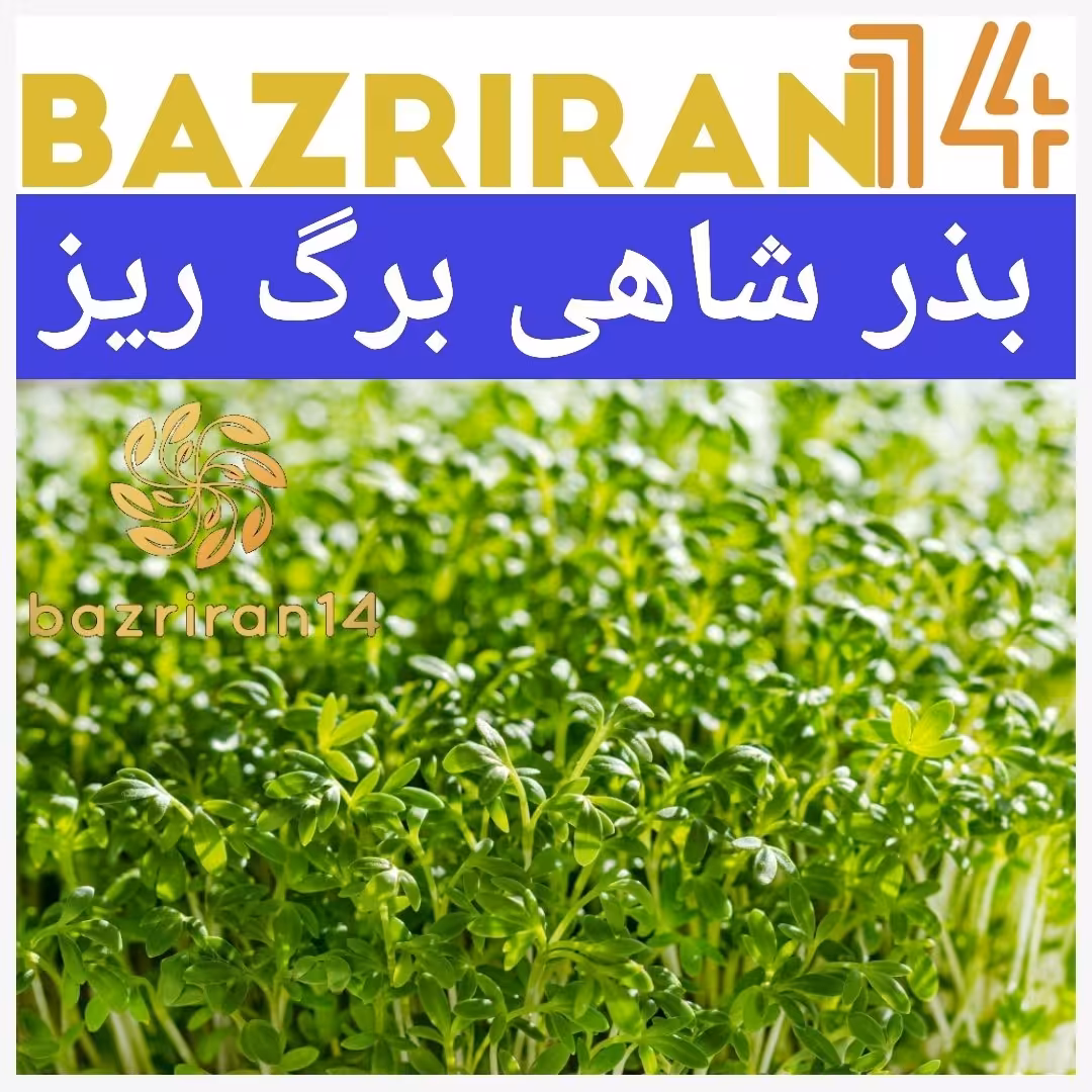 بذر شاهی برگ ریز