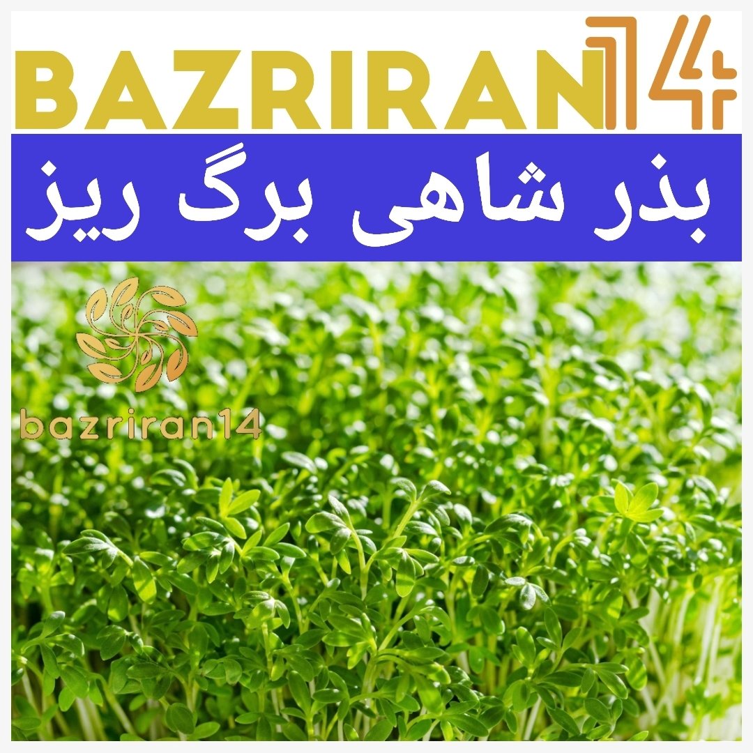 بذر شاهی برگ ریز