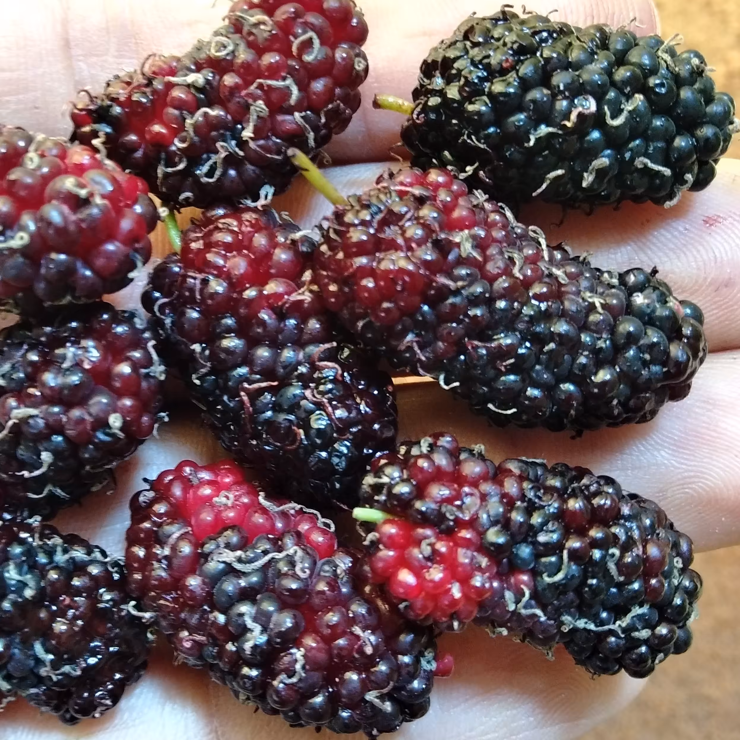 نهال شاه توت بسته بندی 10 عددی(ارسال از طریق باربری)