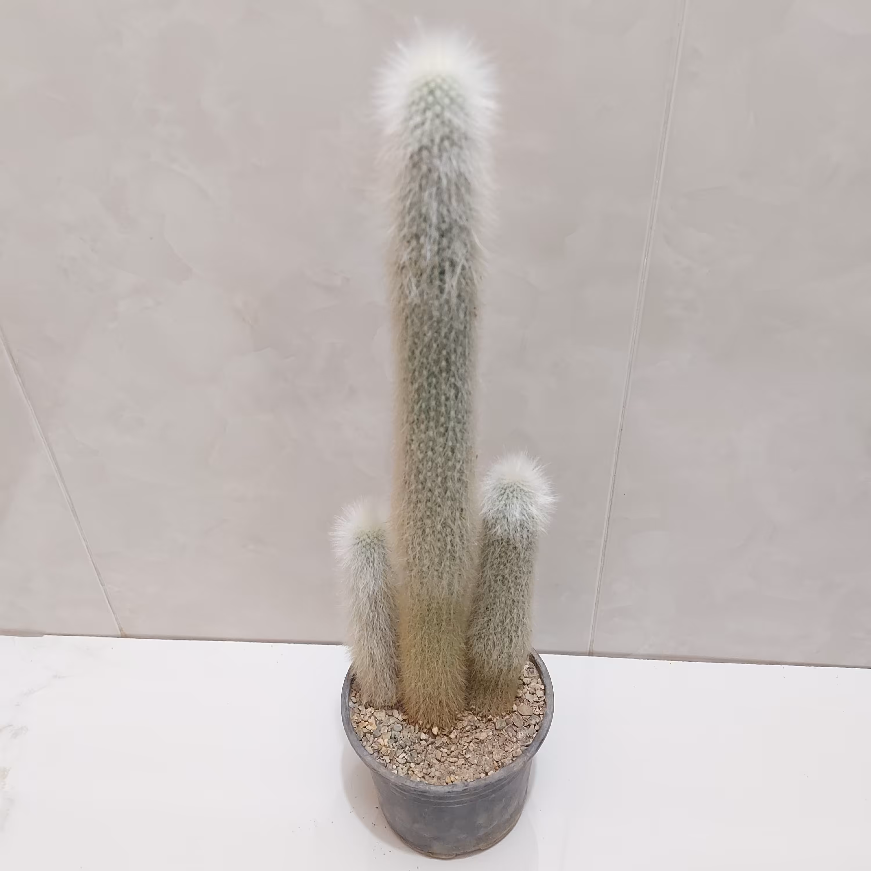 گلدان گل کاکتوس اولدمن ارسال از طریق پیک و پس کرایه با مشتری