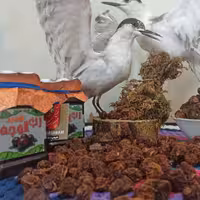 رب آلوچه ترش بام 500گرمی