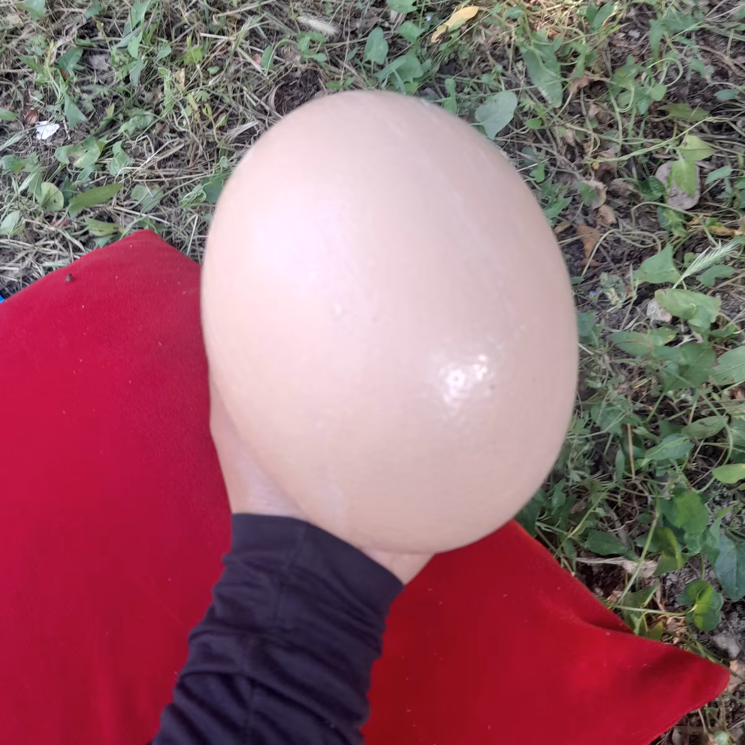 تخم شترمرغ مزرعه