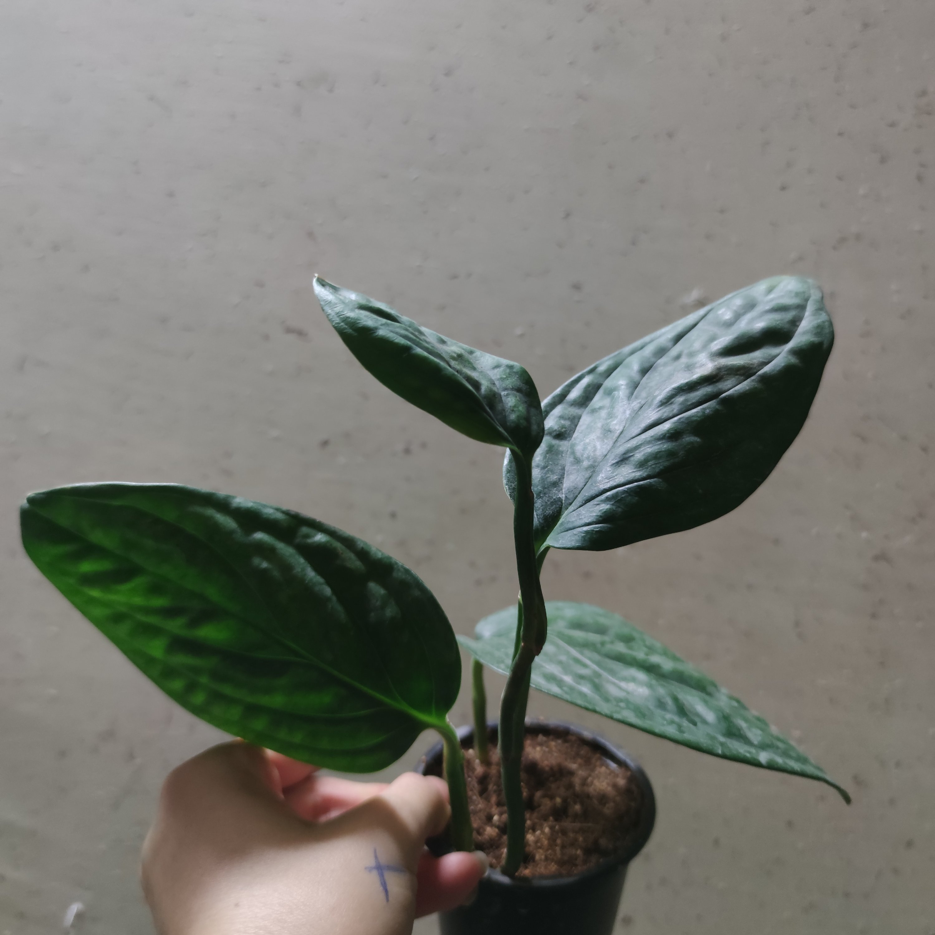 پک اقتصادی پتوس