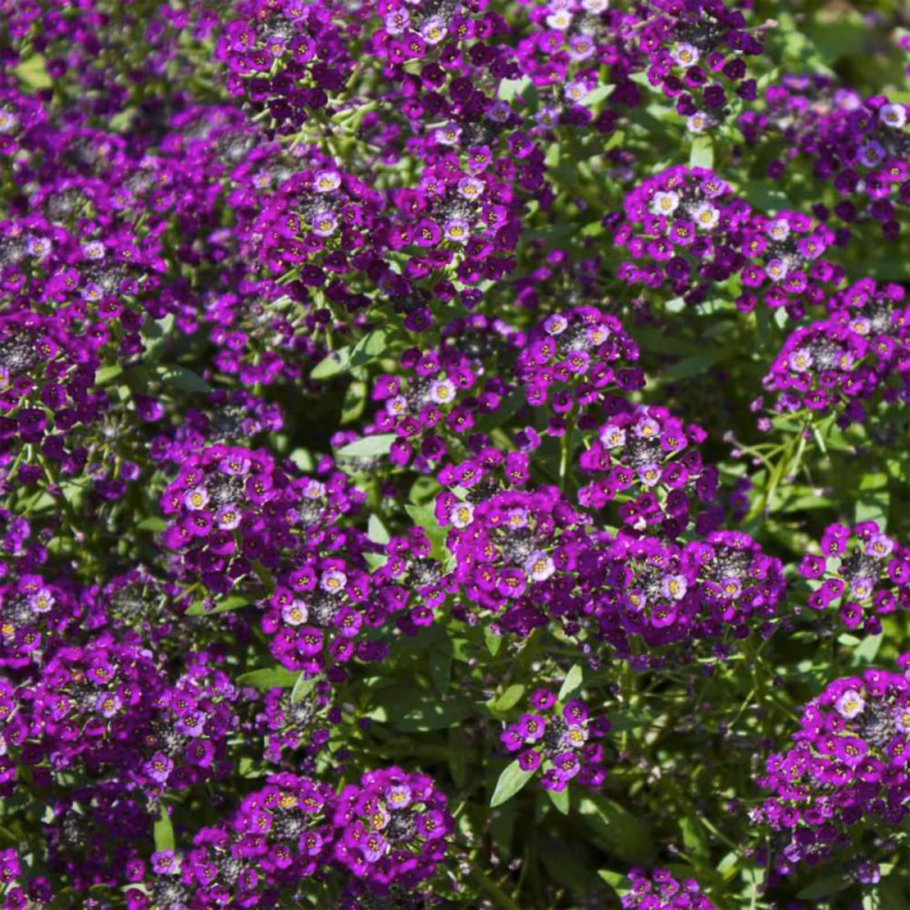 بذر گل آلیسوم ( عسل ) پا کوتاه بنفش