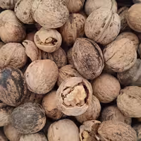 گردوی پر چرب تویسرکان(تضمین کیفیت) 4600 گرمی