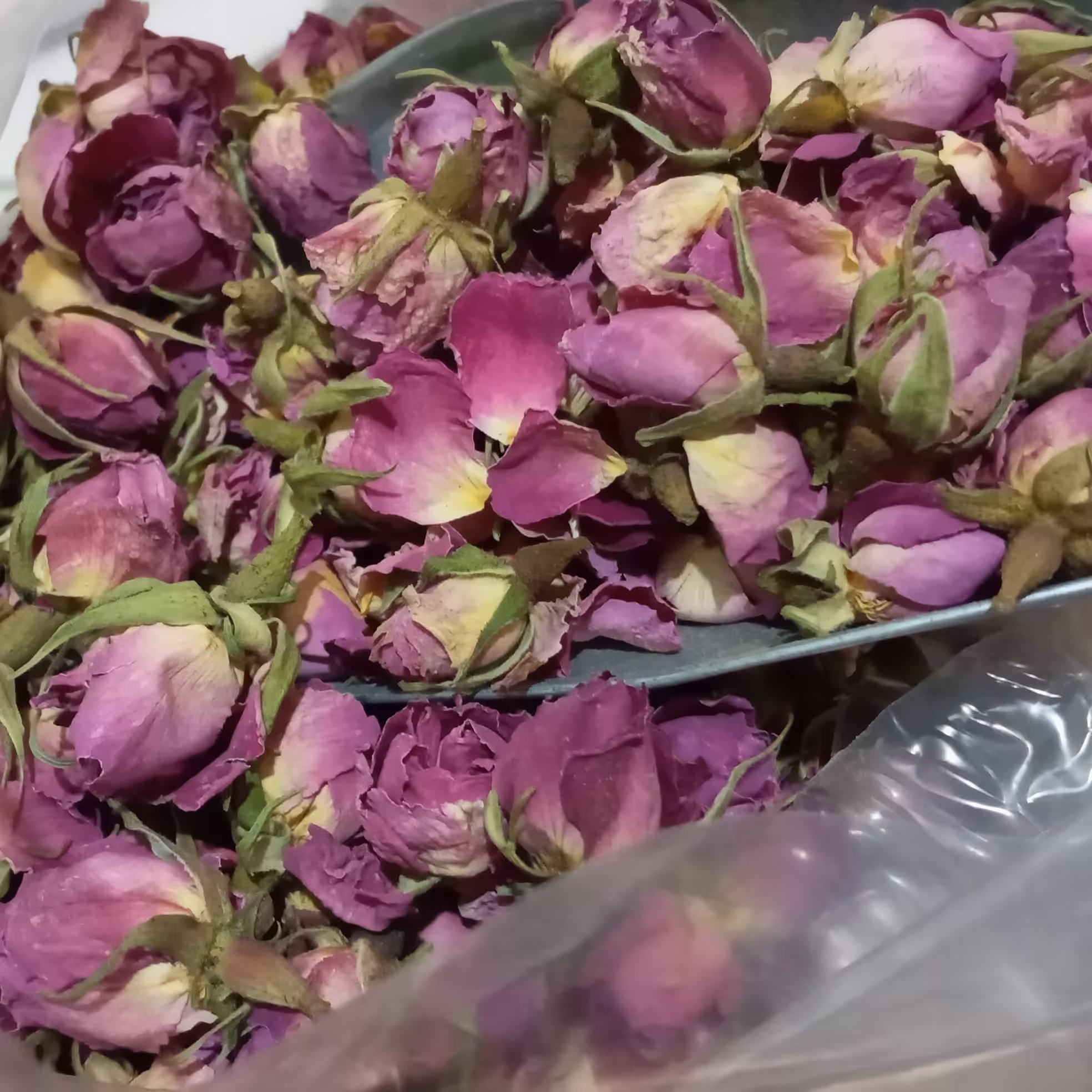 غنچه گل محمدی