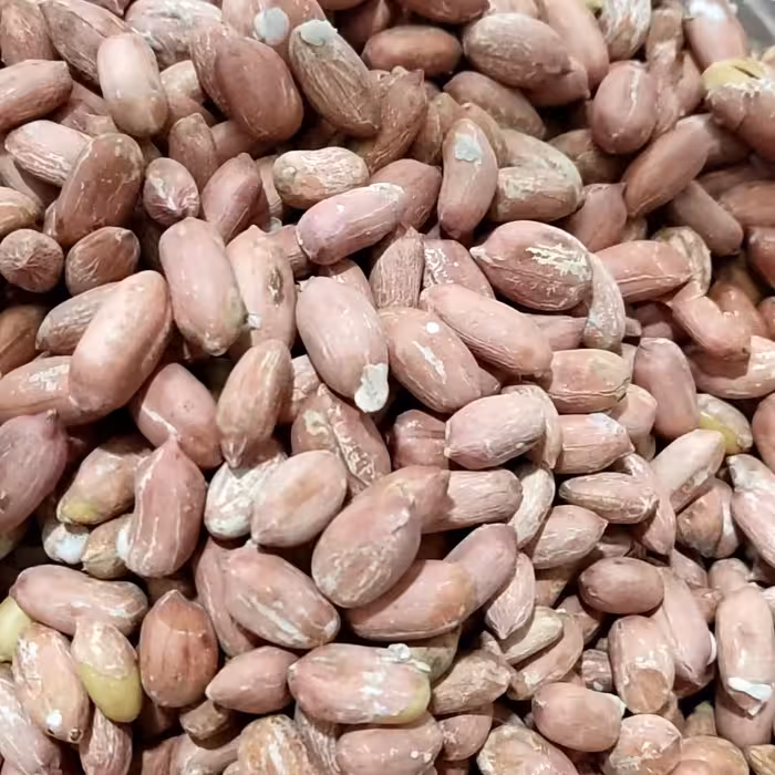 بادام زمینی درشت و دو الکه آستانه درجه یک و امسالی یک کیلوگرمی