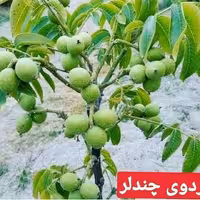 گردو پیوندی چندلر(ارسال کمتر از 5 عدد امکان ندارد )