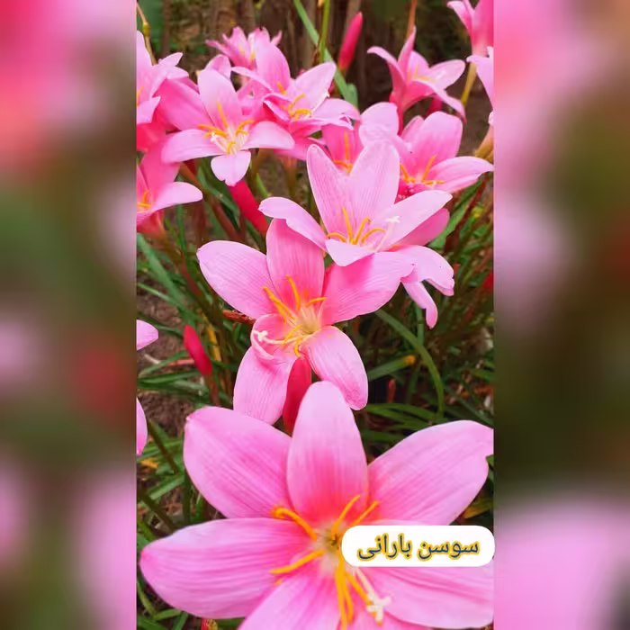 پیازگل سوسن بارانی صورتی (یک عدد)هزینه ارسال پس کرایه تیپاکس از گیلان 