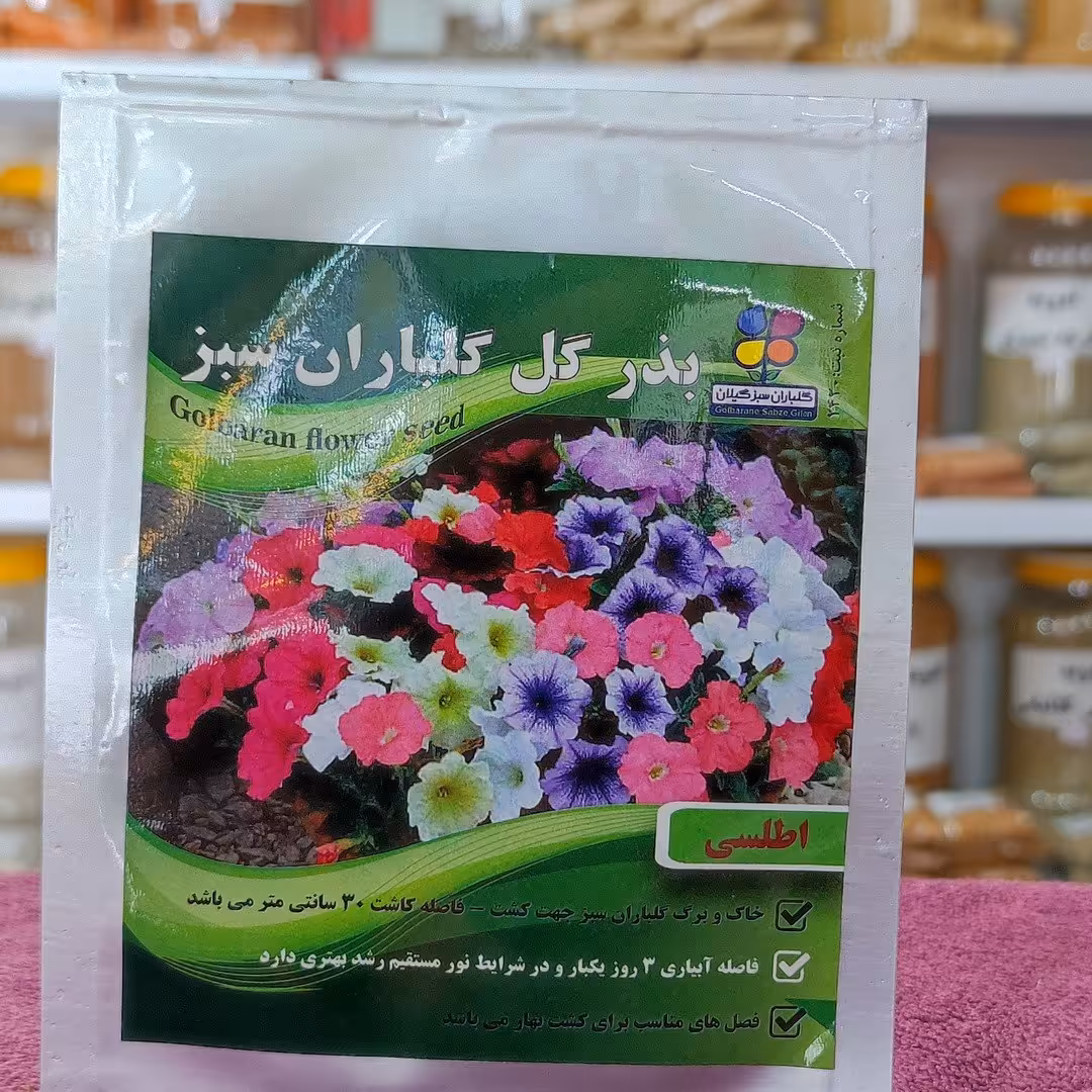 بذر گل اطلسی اصلاح شده گیلان