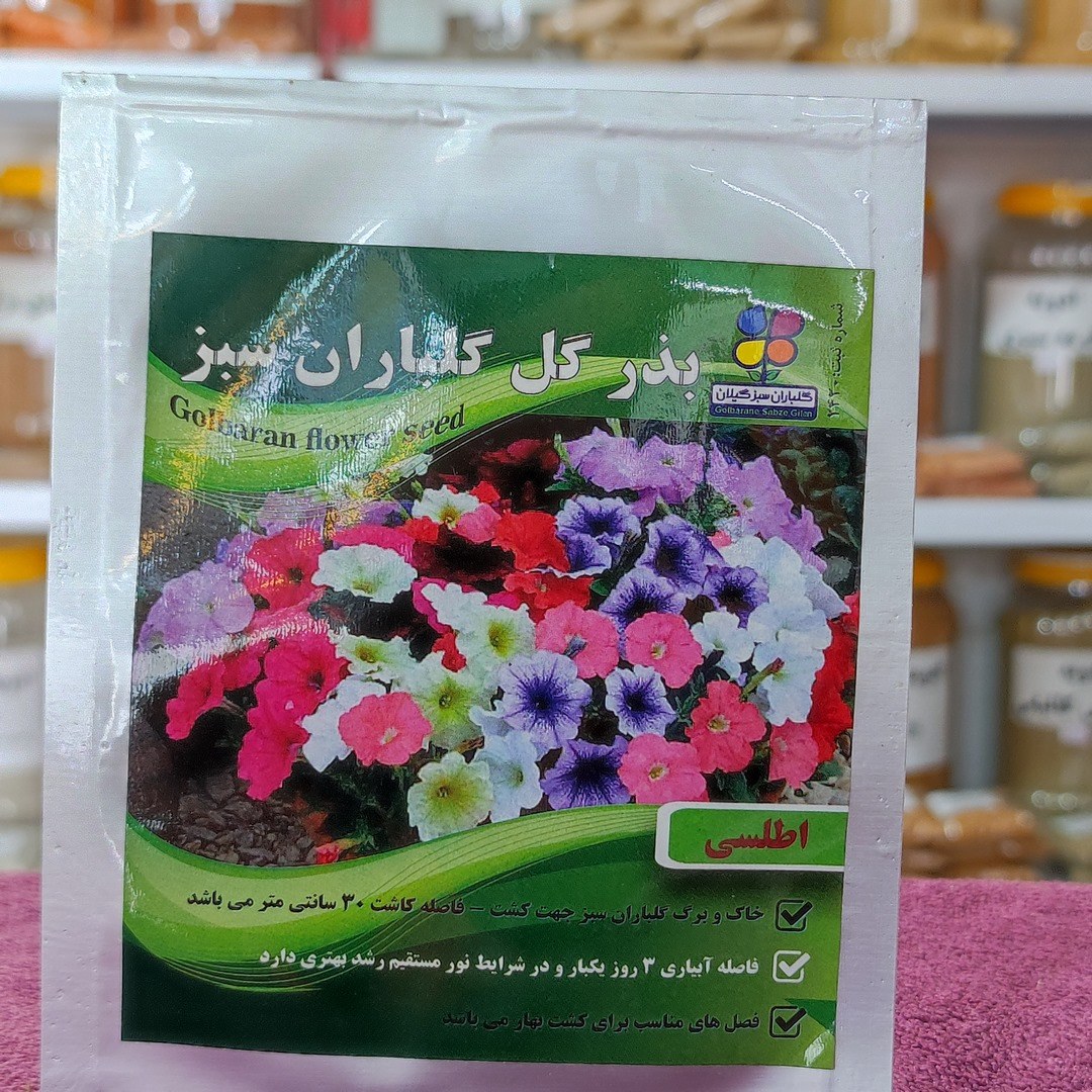 بذر گل اطلسی اصلاح شده گیلان
