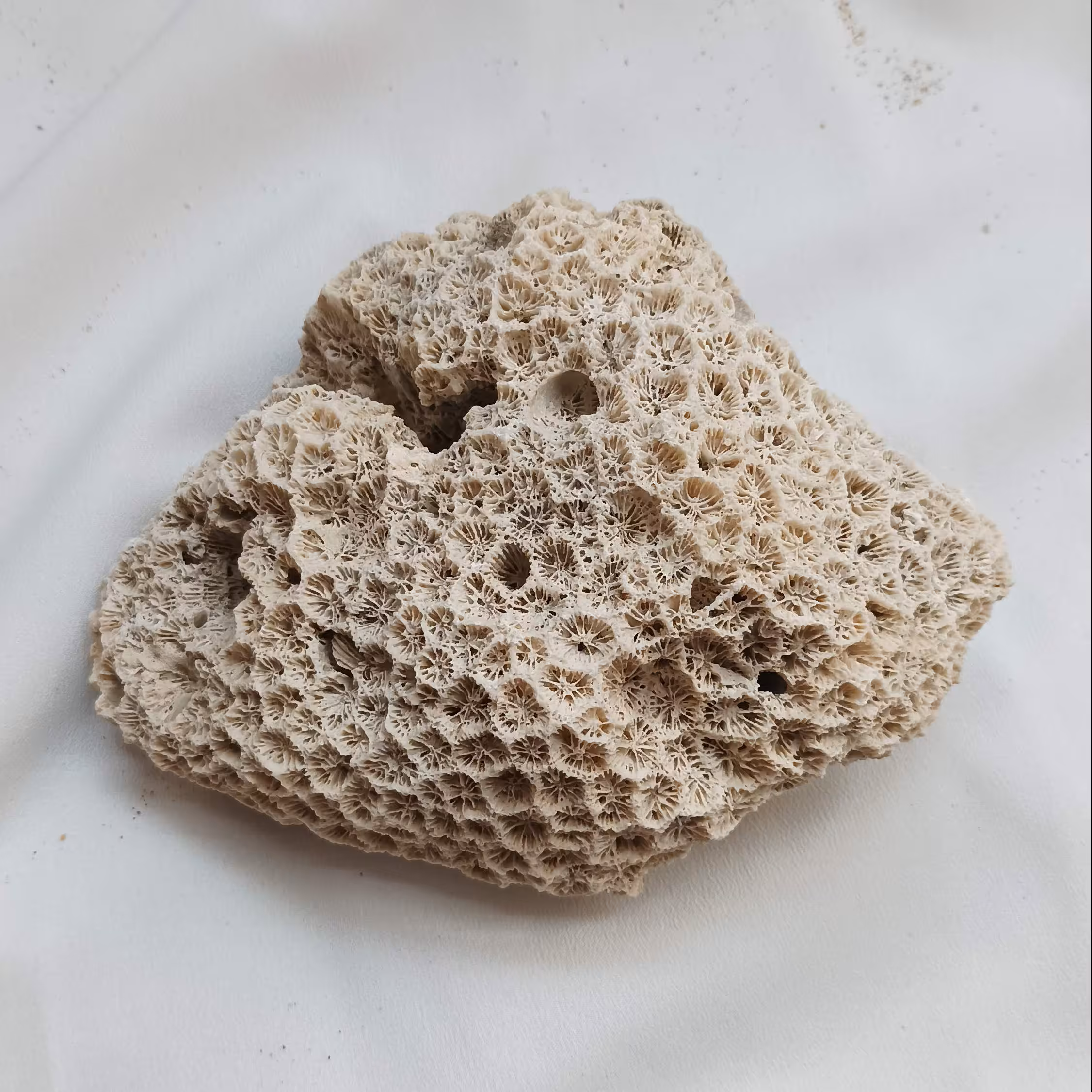 سنگ مرجان خلیج ،زیبا کاملا طبیعی و سرشار از انرژی مثبت مناسب دکوری و ویترین و استندی کاملا زیبا