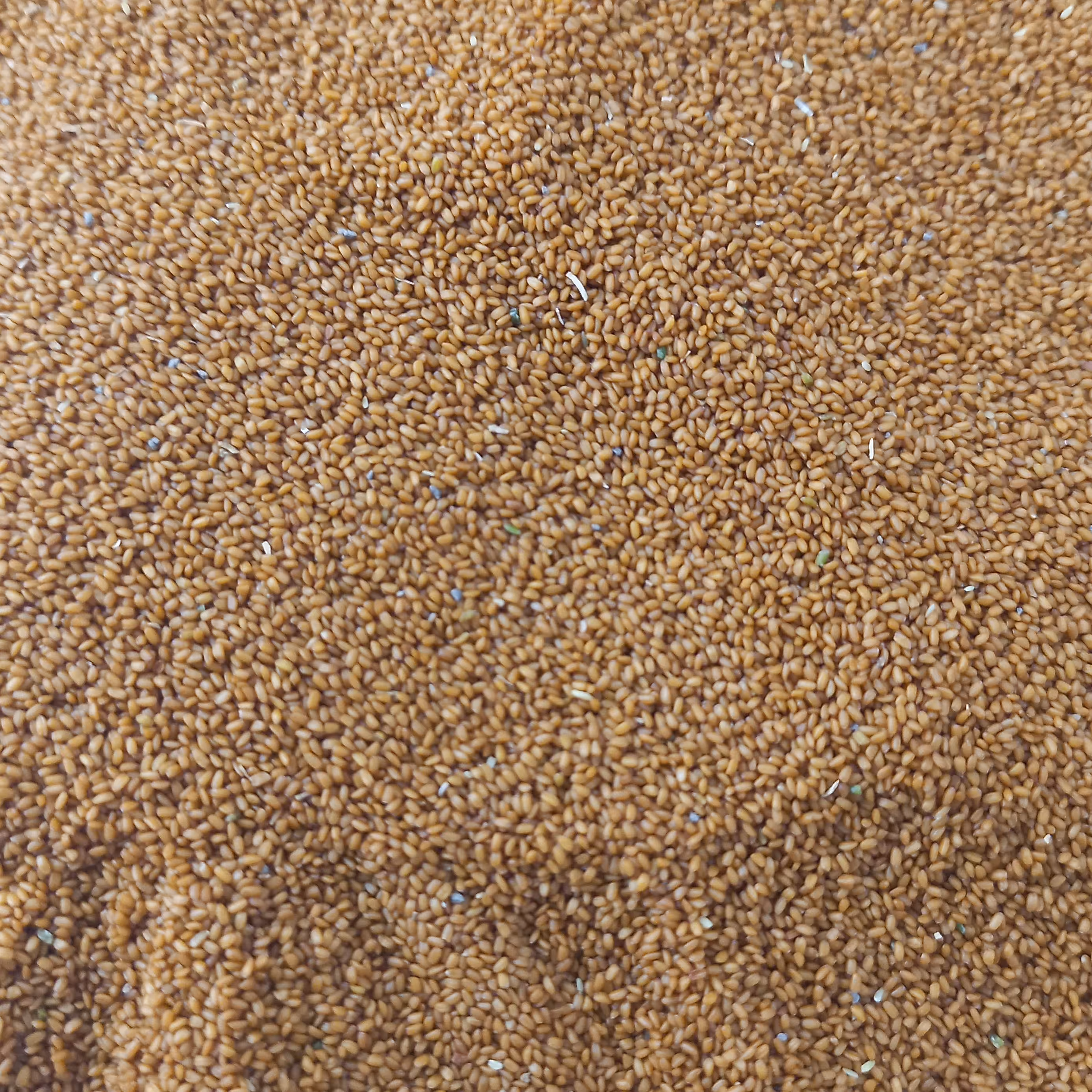 خاکشیر اعلا شیرین و کاملا تمیز