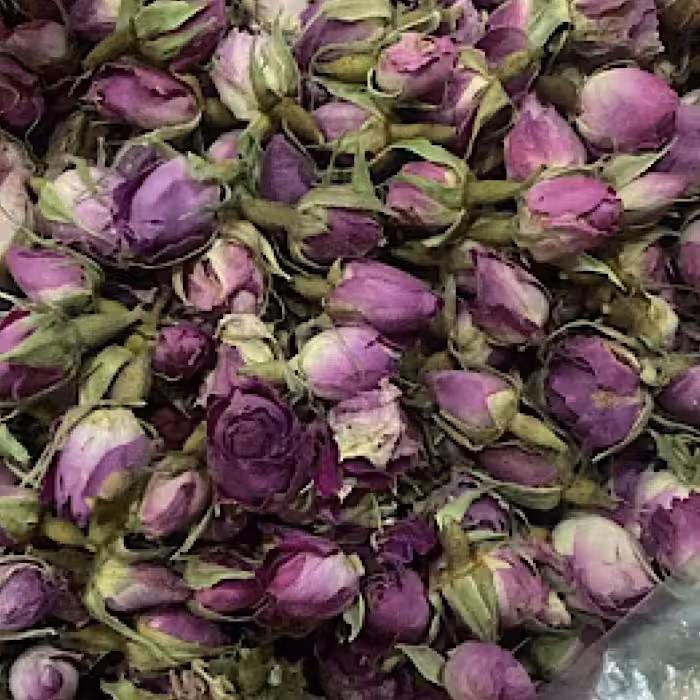 غنچه گل سرخ لاله زار 