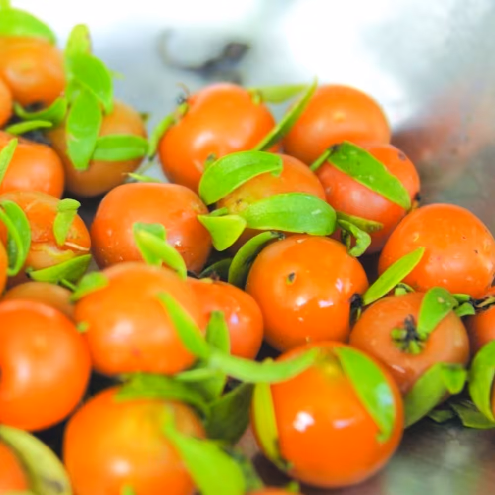 گلدان میوه گیلاس باربادوس مناسب مناطق معتدل و گرمسیری 