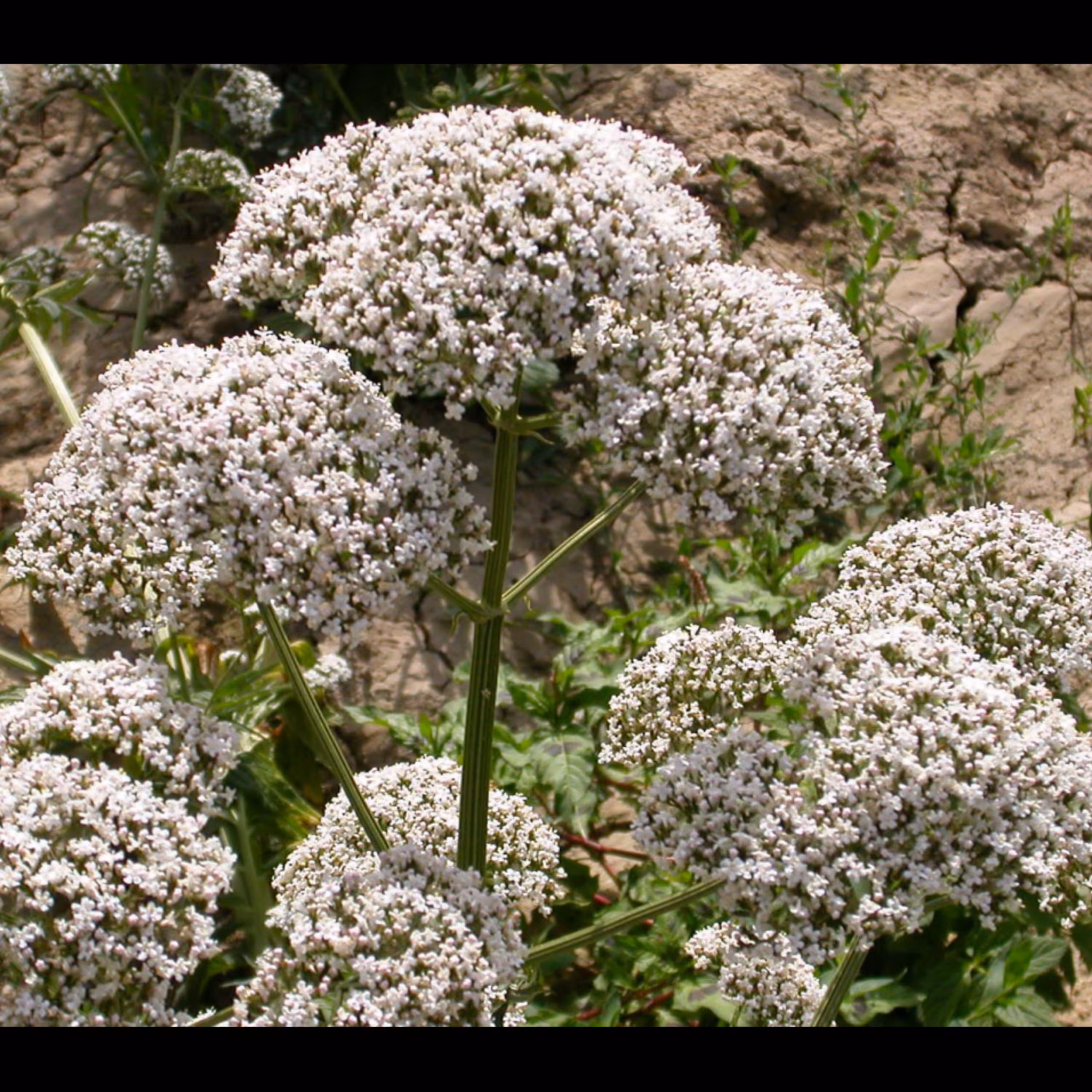 شربت نوبرانه