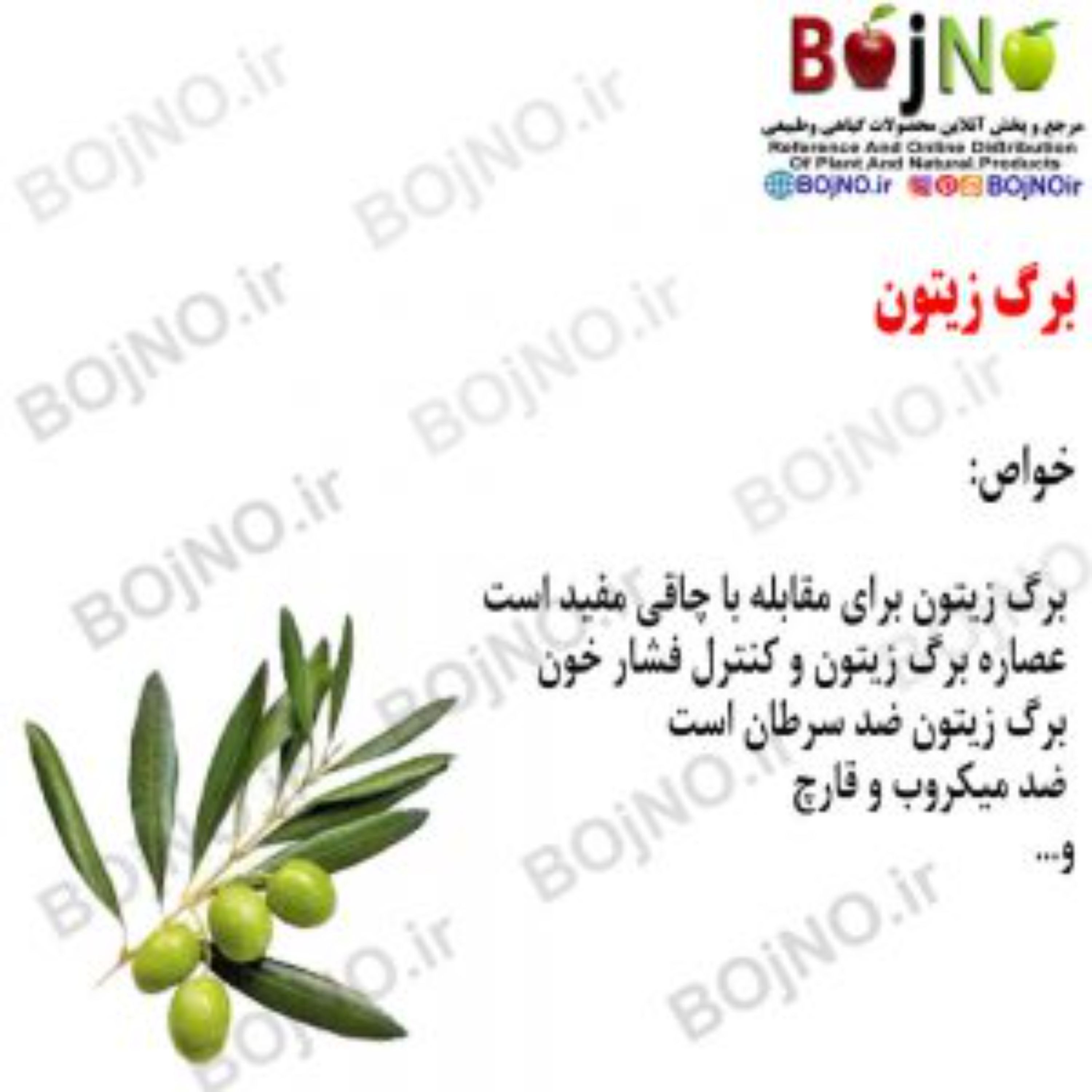 برگ زیتون (بسته 50گرمی)