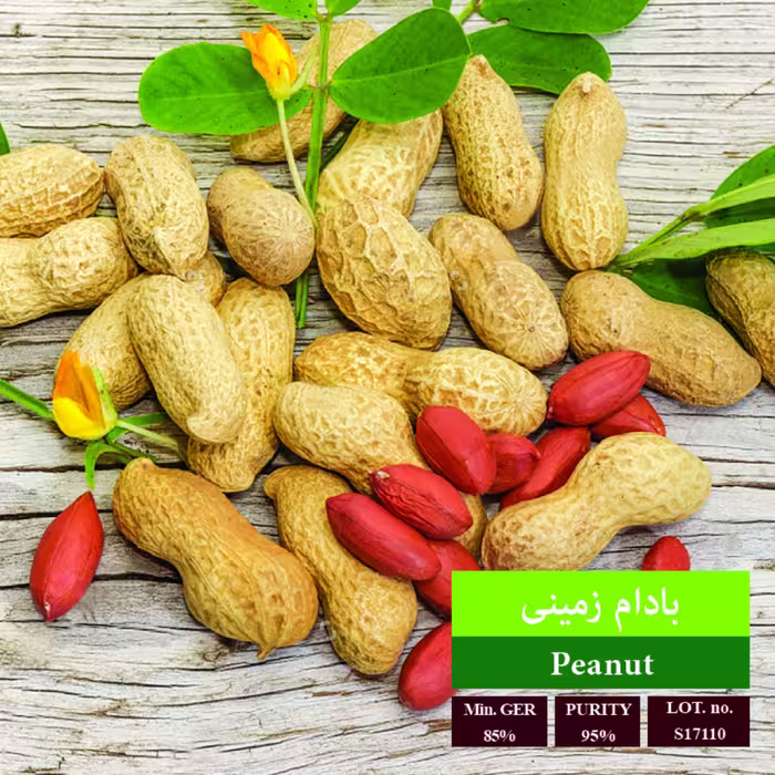 بذر بادام زمینی بذر طلایی رویان 