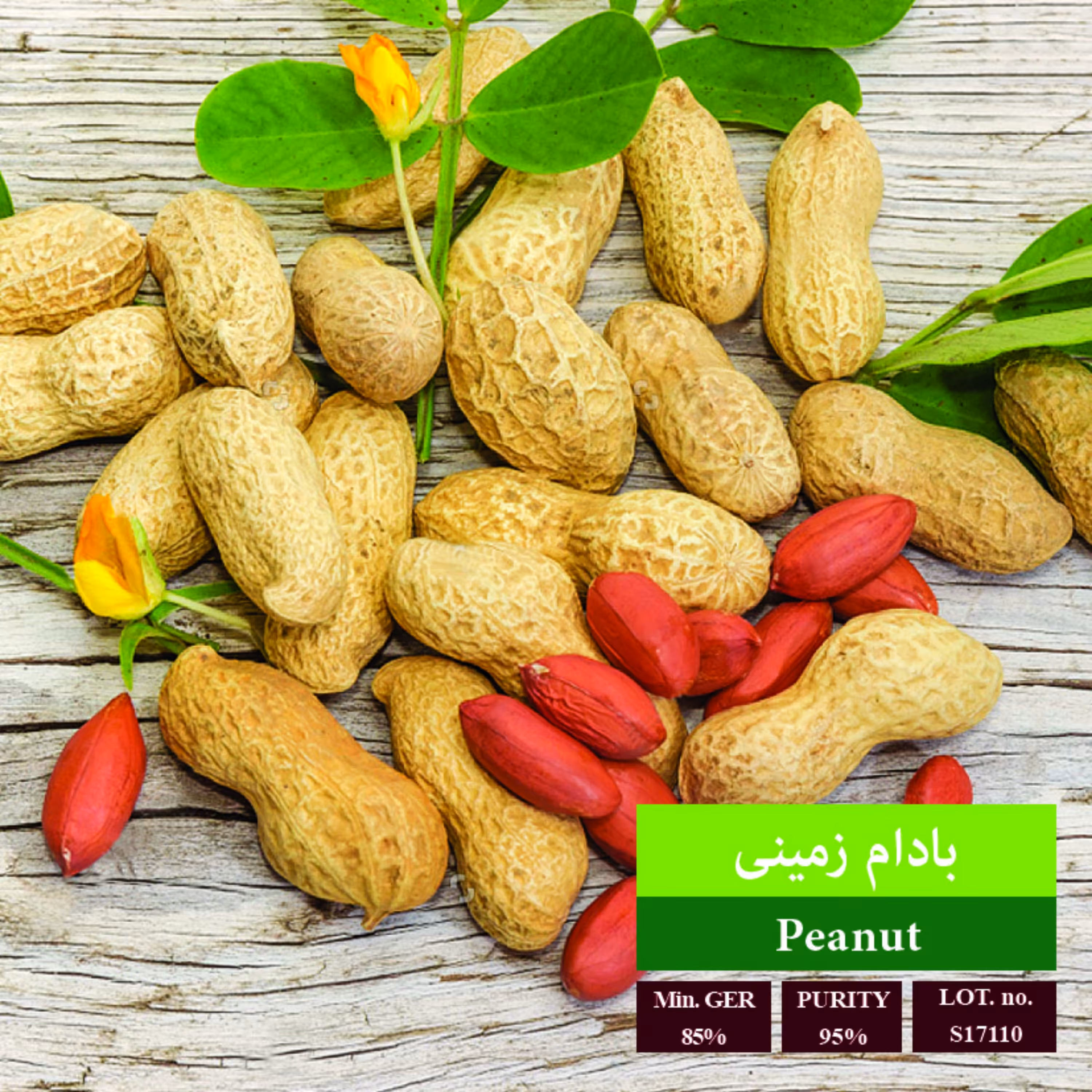 بذر بادام زمینی بذر طلایی رویان 