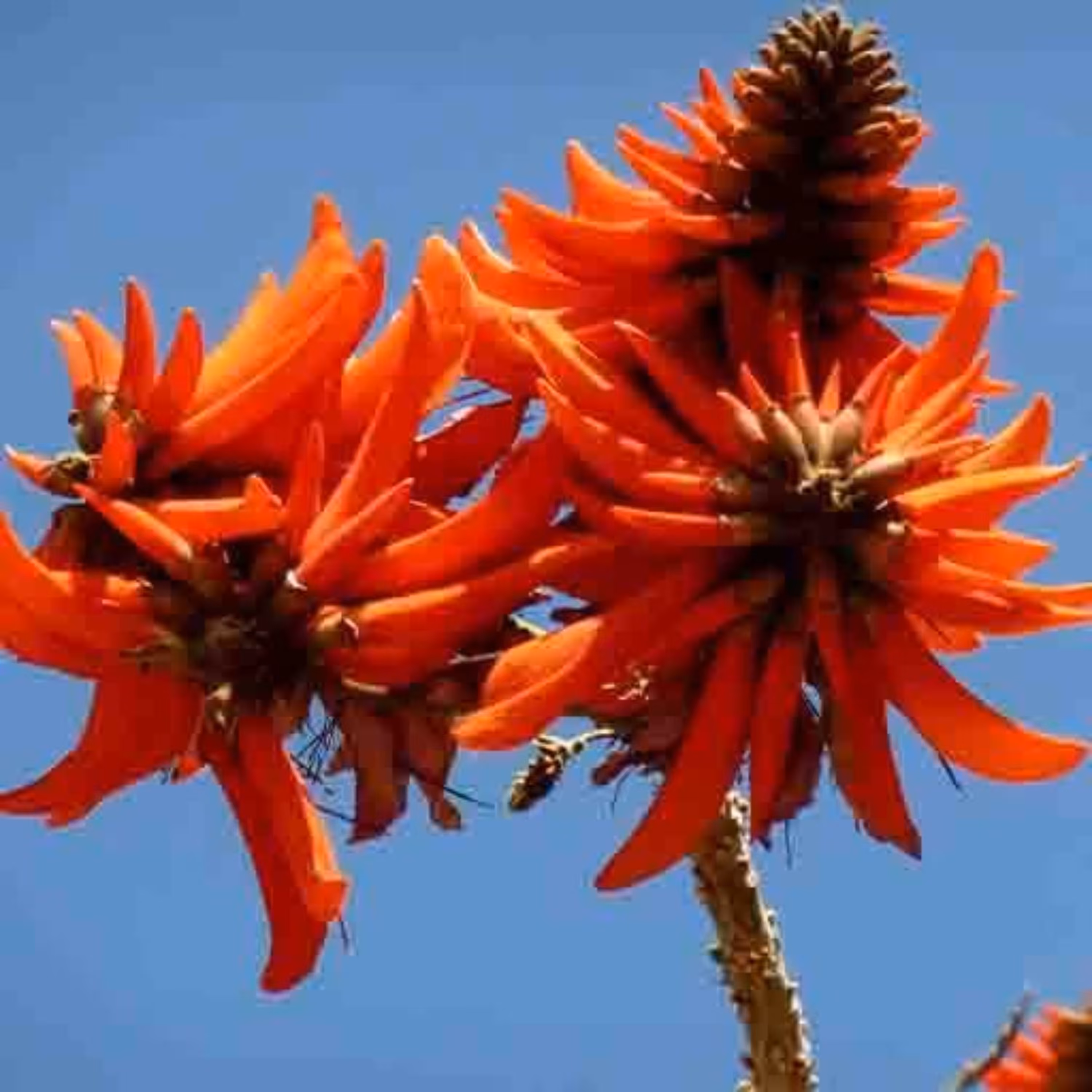 بذر لوبیای شانس 2 عددی