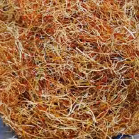 ریشه زعفران اعلا  15 مثقالی با درصد قرمزی بالا 