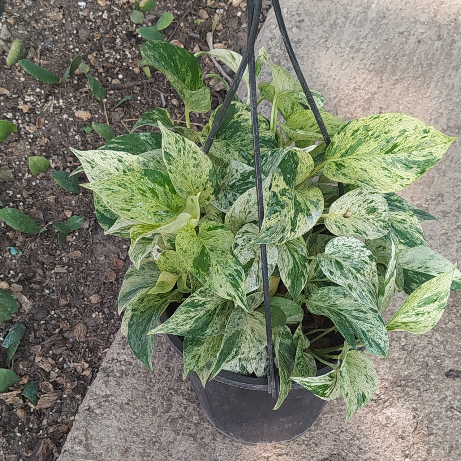 پتوس مرمری سطل4(پس کرایه)